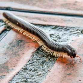 Centipede And Millipede Extermination